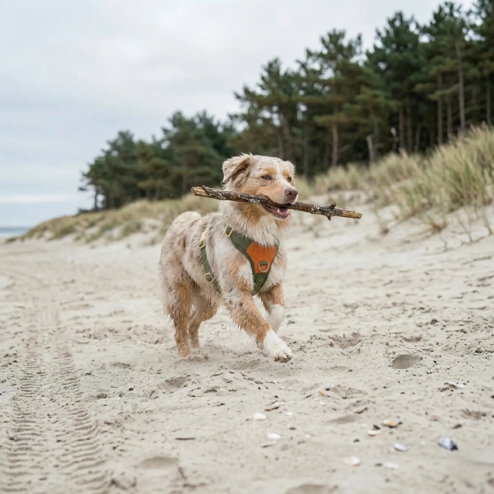Kutya a természetben